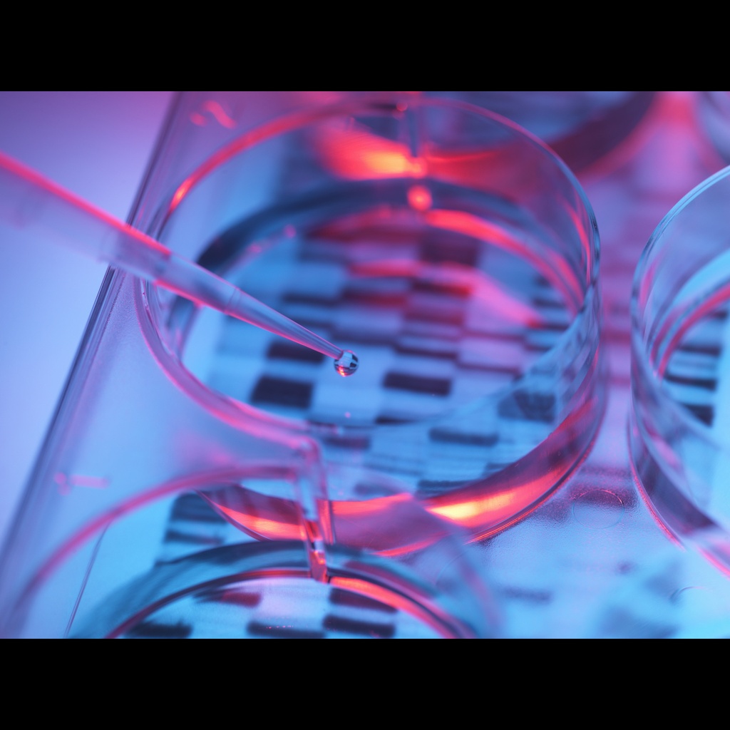 Bovine Genomic DNA, Male